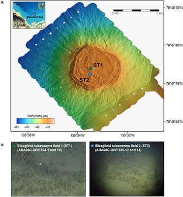 Geochemical and Microbial Signatures of Siboglinid Tubeworm Habitats at an Active Mud Volcano in the Canadian Beaufort Sea